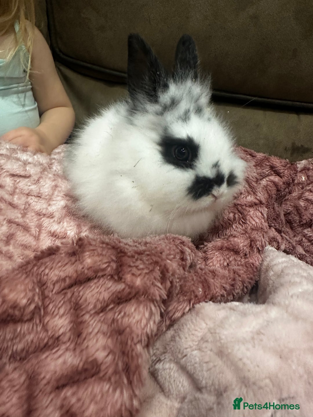 Mini Lion Lop rabbits for sale: Baby rabbits ready to leave for  **  ❤️ - Advert 3