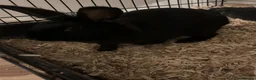 Lionhead rabbits for sale: Lionhead rabbits - Advert 5