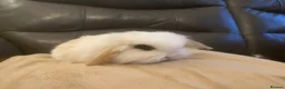 Mini Lop rabbits for sale: Mini lop litter. *Fantastic temperaments* - Advert 8