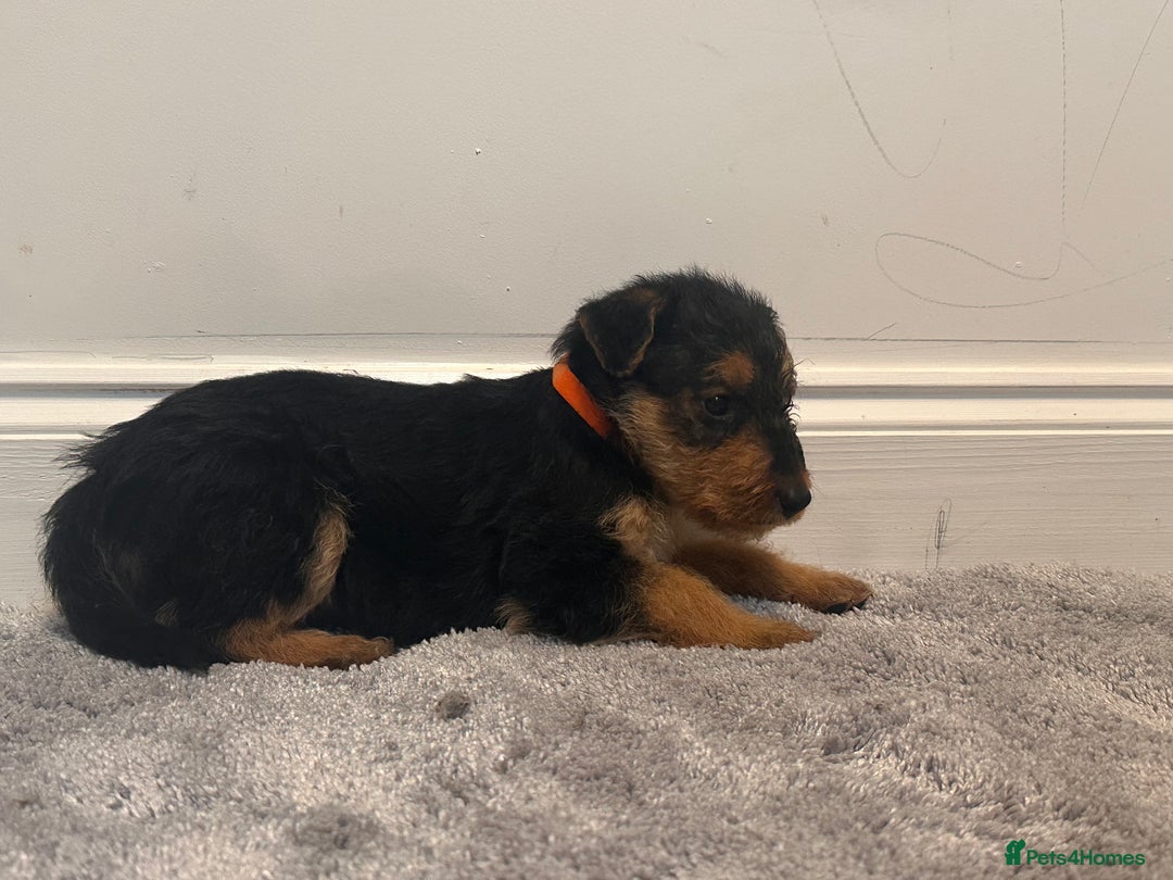 Airedale Terrier dogs for sale: Champion Coralita Airedale puppies  - Image 12