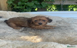 Doxiepoo dogs for sale: Doxiepoos - Image 16