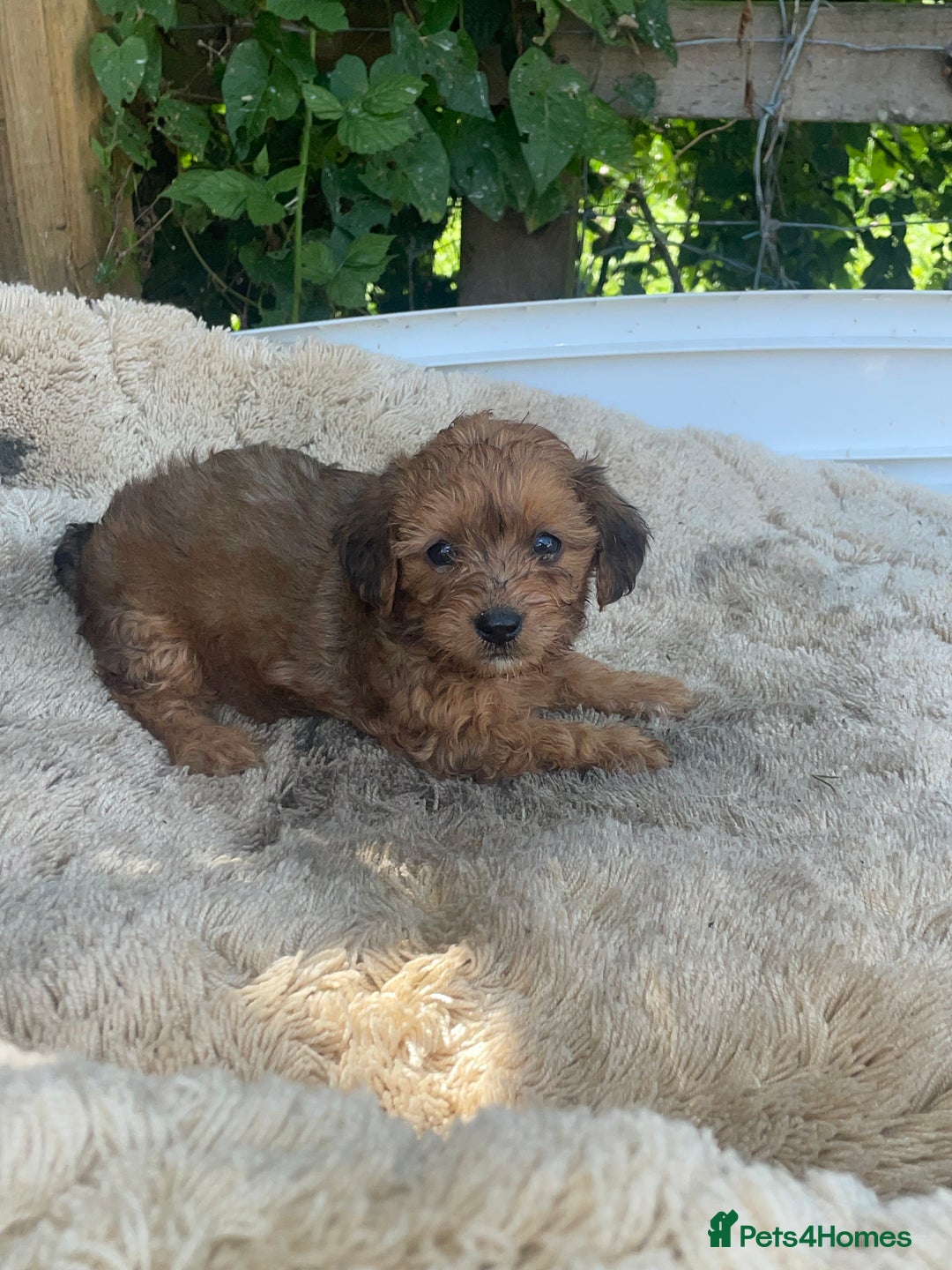 Doxiepoo dogs for sale: Doxiepoos - Image 16