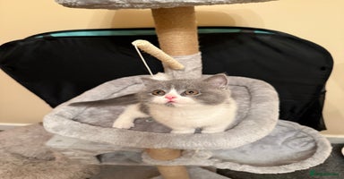 British Shorthair cats - Advert 15