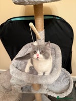 British Shorthair cats - Advert 9