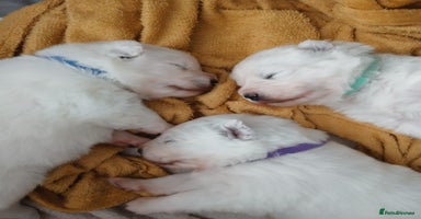 Samoyed dogs - Advert 11