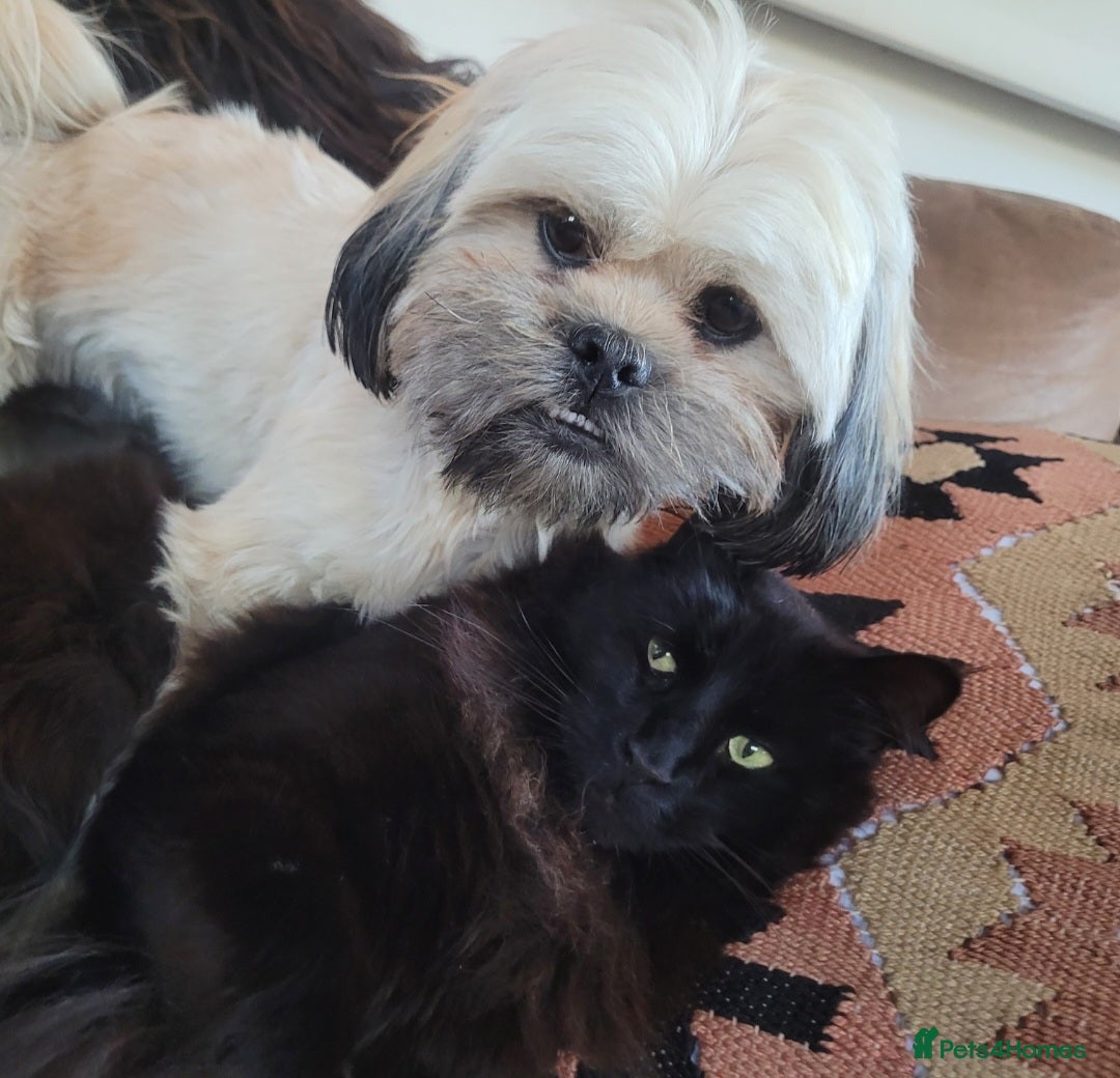 Maine Coon cats for sale: 5 year old MC to re rehomed - Image 6