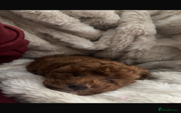 Cockapoo dogs for sale: Toy cockerpoo pups  - Image 2