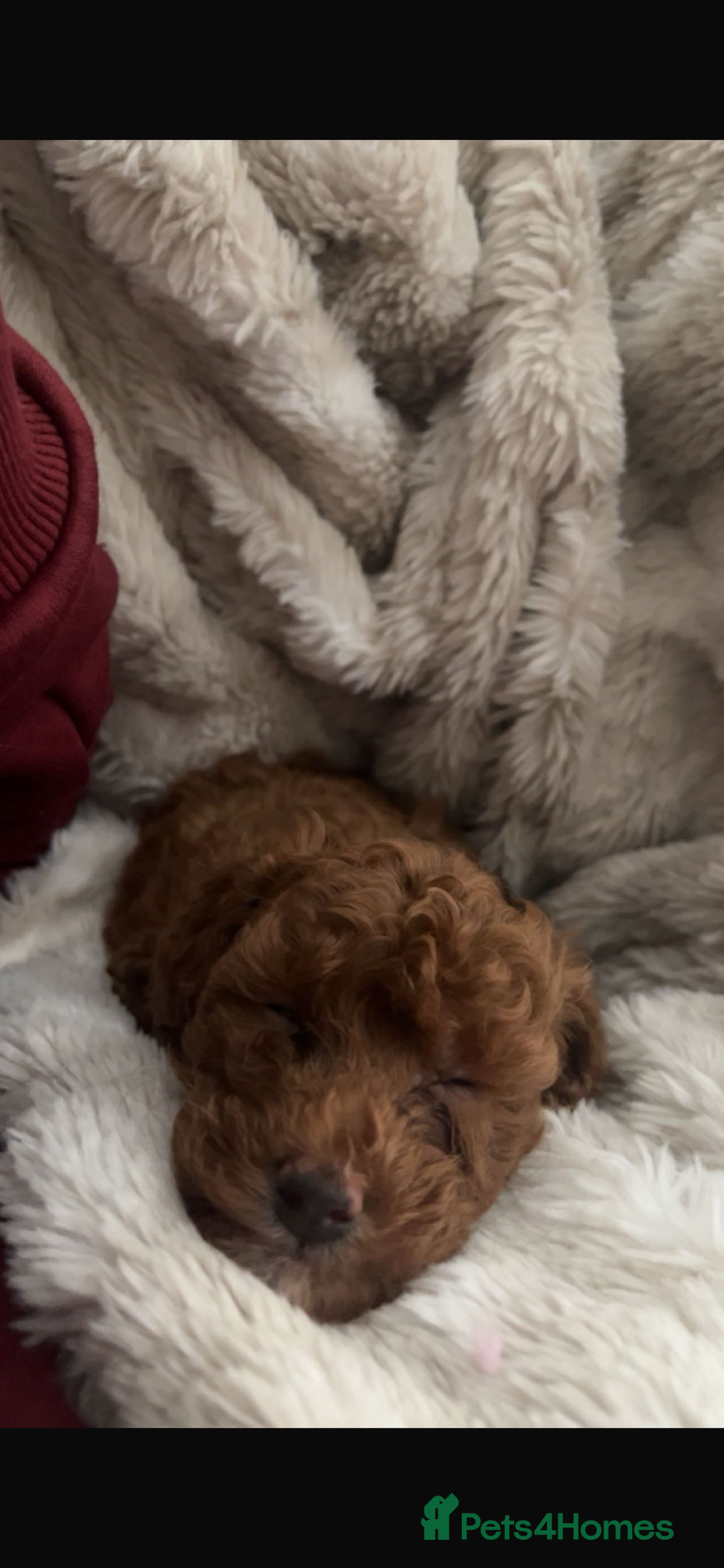 Cockapoo dogs for sale: Toy cockerpoo pups  - Image 2