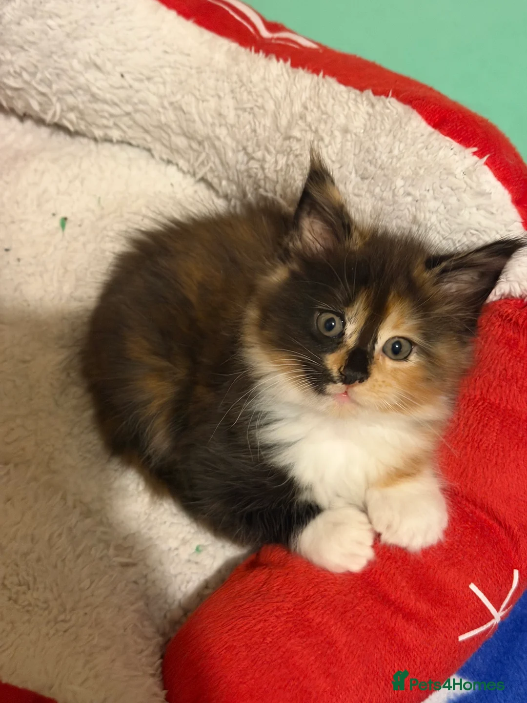 Maine Coon cats for sale: 5 Beautiful Mainecoon Kittens ❤️  - Advert 10