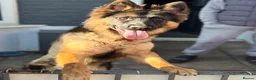 German Shepherd dogs for sale: 8 month old German shepherd female  - Advert 3