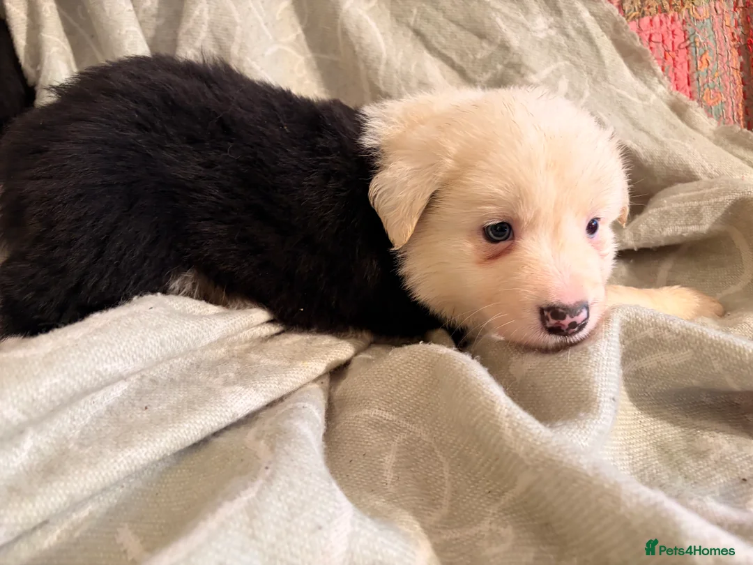 Border Collie dogs for sale: HEALTH TESTED CLEAR PARENTS BORDER COLLIE PUPS - Advert 36