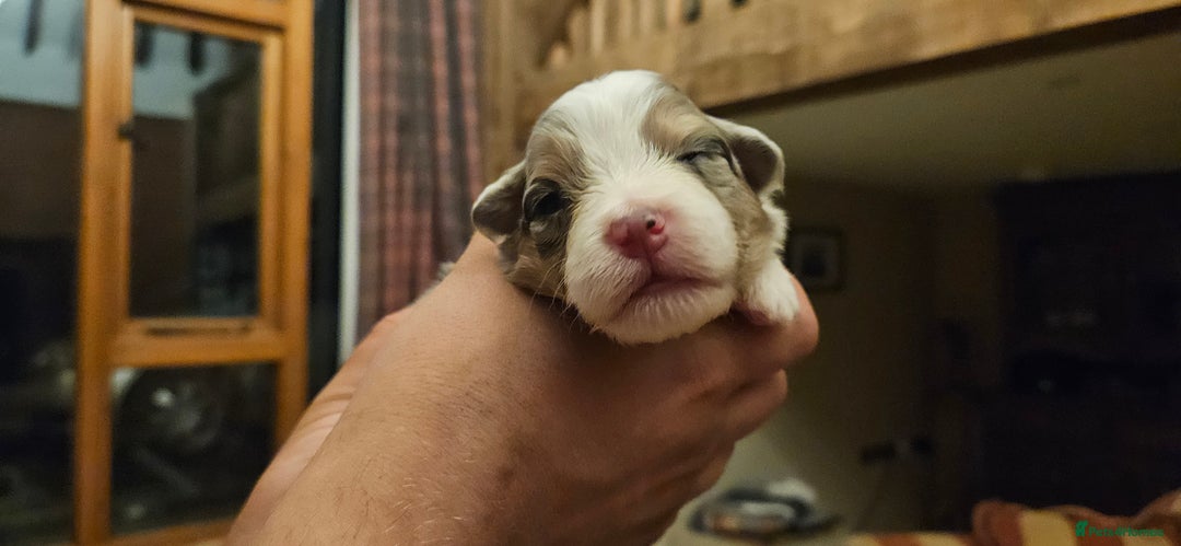 Australian Shepherd dogs for sale: Australian Shepherd Litter  - Image 11