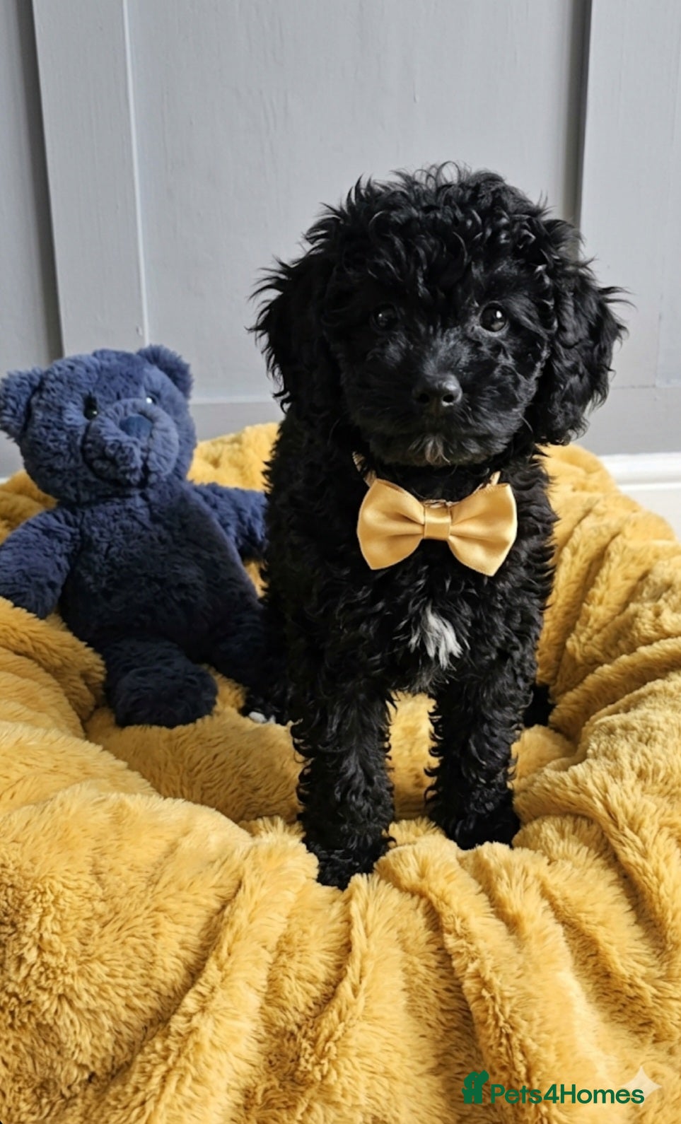 Cockapoo dogs TeddyFce 8-Week-Cockapoo Pup intelligent  sit, paw - Advert 9