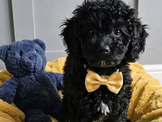 Cockapoo dogs TeddyFce 8-Week-Cockapoo Pup intelligent sit, paw - Advert 9