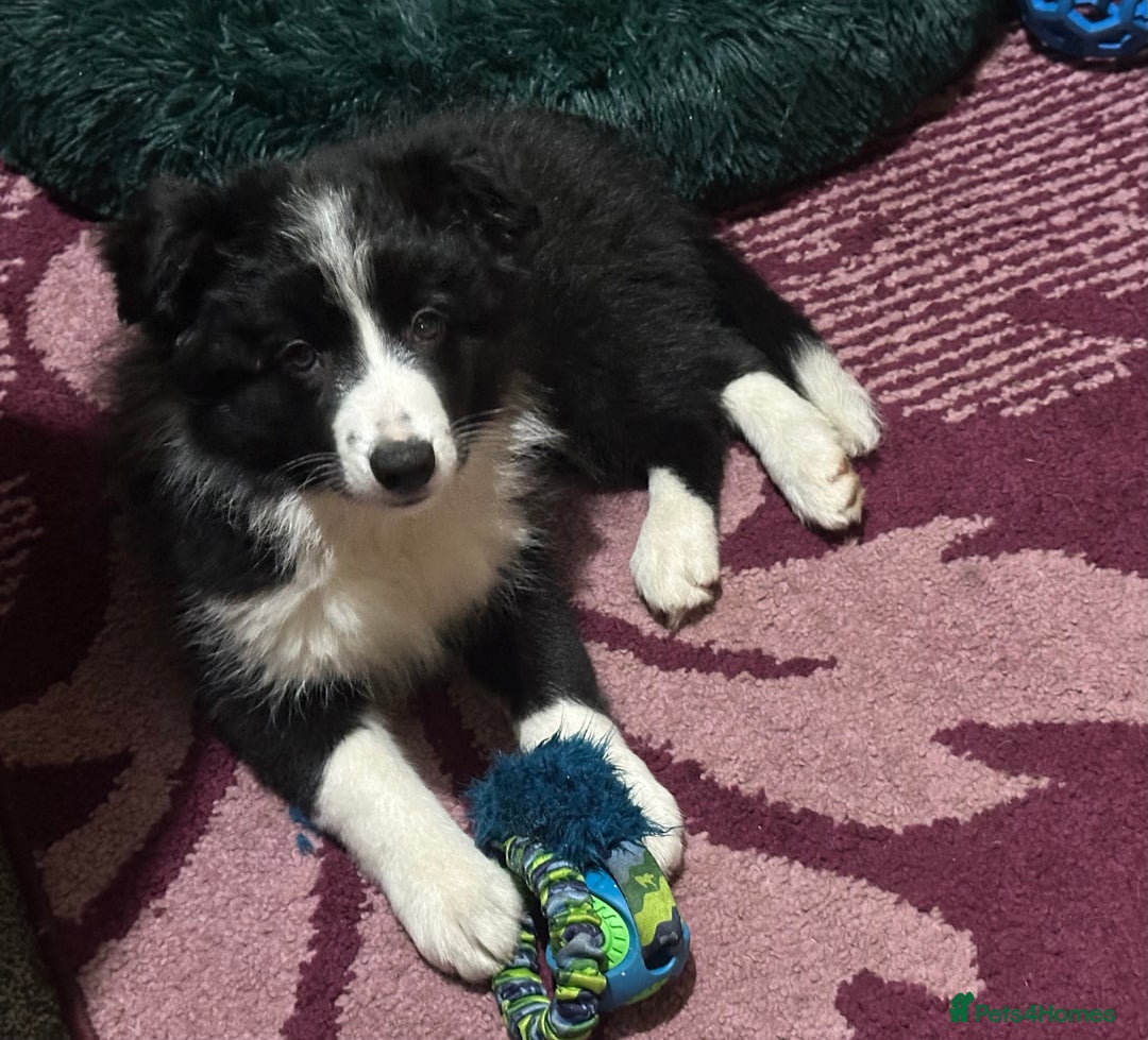 Border Collie dogs for sale: Stunning KC registered girl  - Advert 1