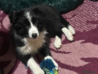 Border Collie dogs Stunning KC registered girl - Advert 13