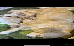 Golden Retriever dogs for sale: Stunning golden retriever puppies   - Image 3