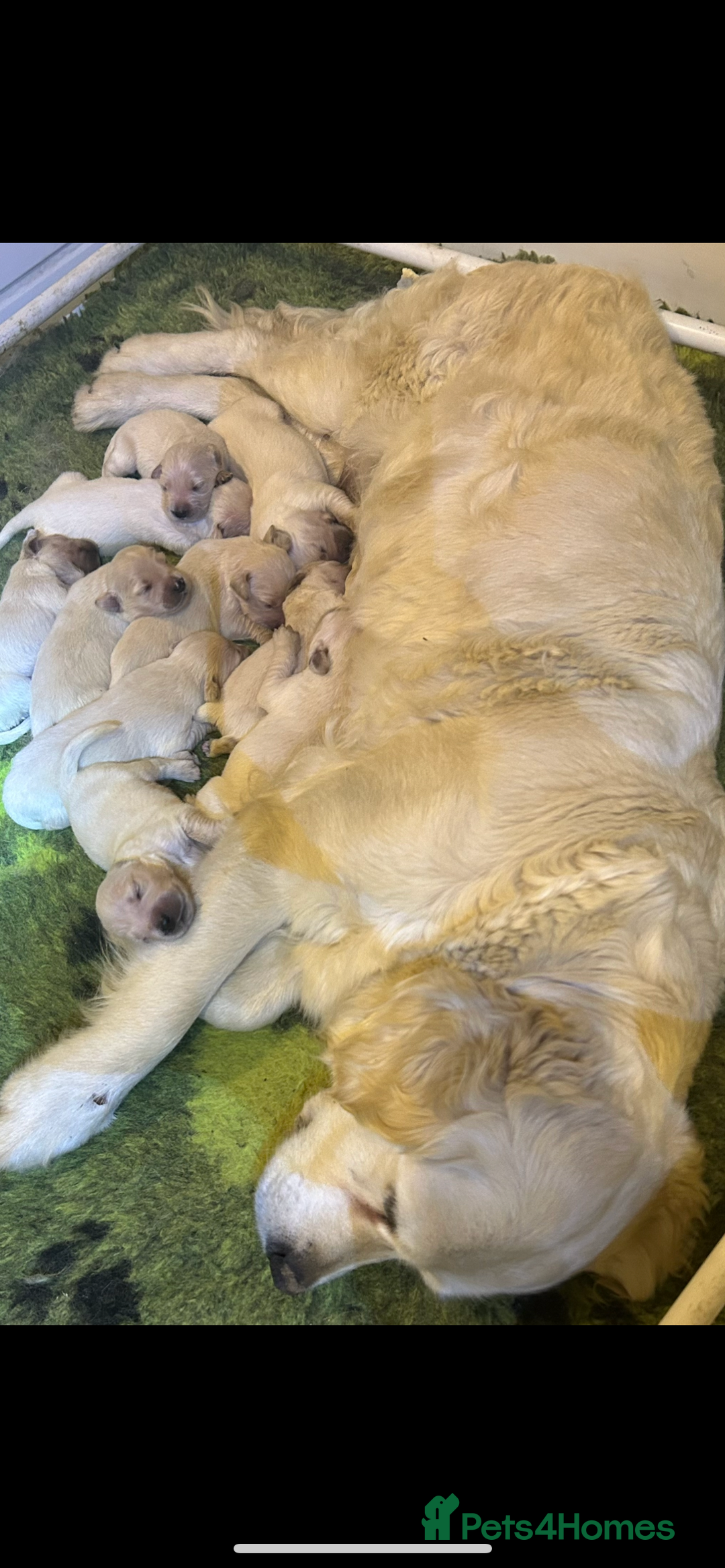 Golden Retriever dogs for sale: Stunning golden retriever puppies   - Image 3