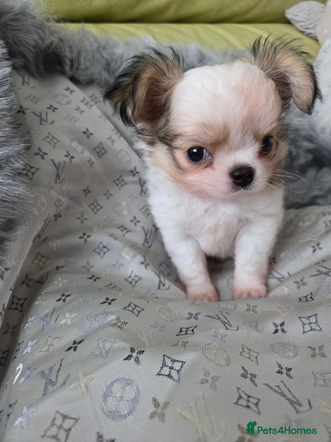 Chihuahua dogs for sale: Kcreg long coat boy - Advert 1
