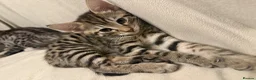 Savannah cats for sale: LAST BOY kitten left ! - Advert 36