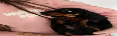 Dachshund Puppy 1
