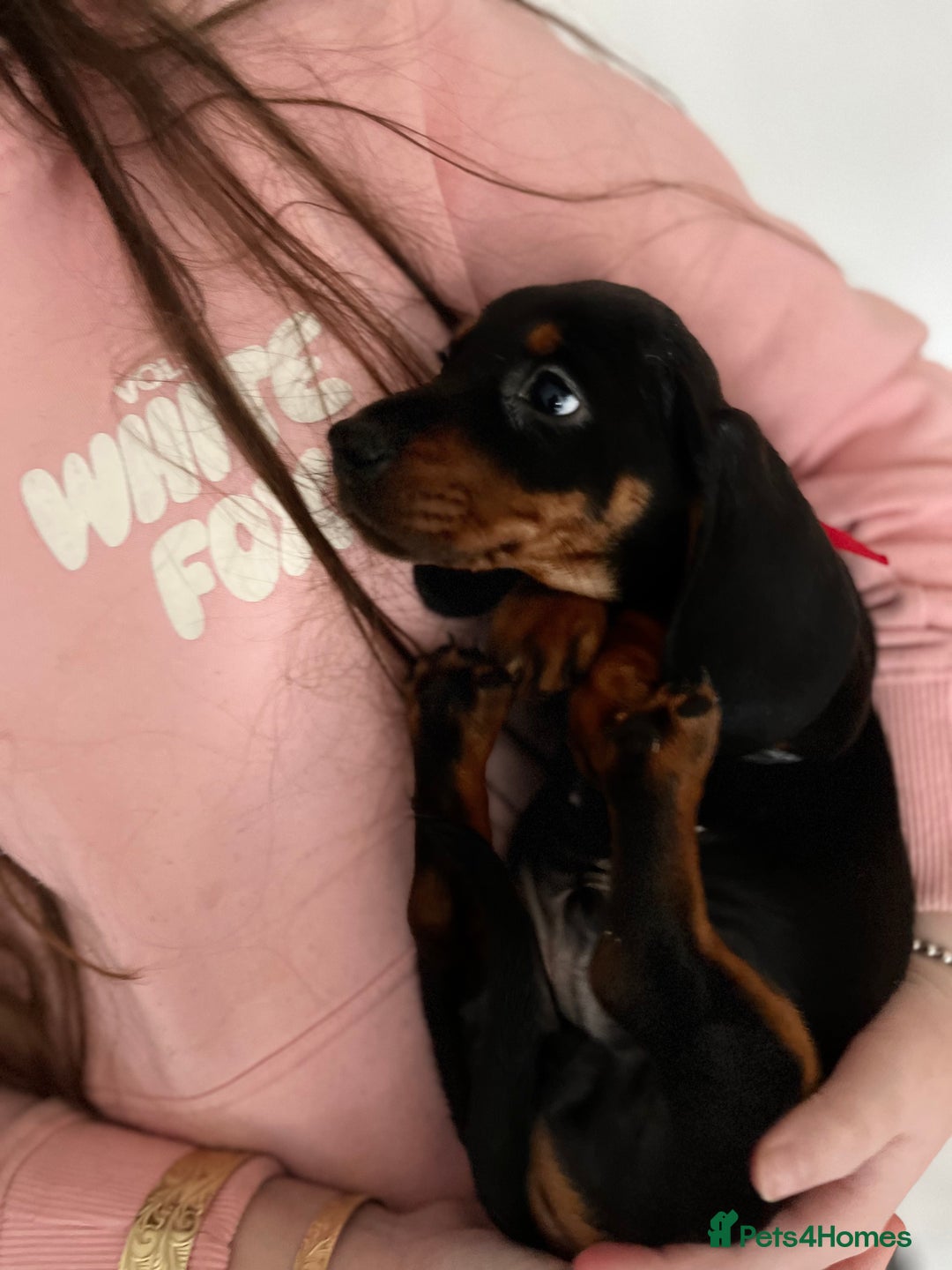 Dachshund dogs for sale: Dachshunds puppies  - Advert 13