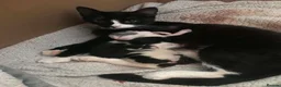 Mixed Breed cats for sale: Male & female kittens ready now  - Advert 2