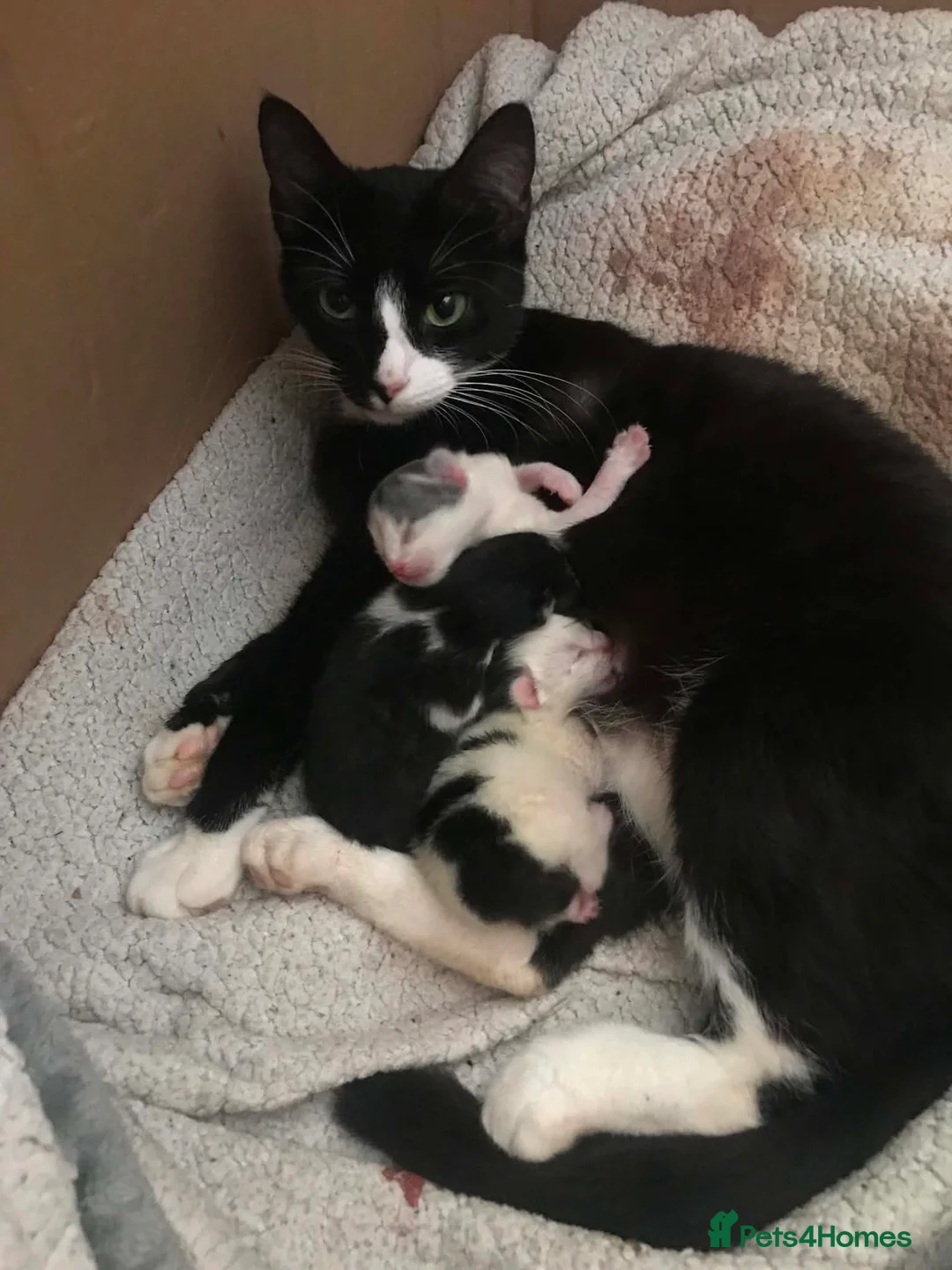 Mixed Breed cats for sale: Male & female kittens ready now  - Advert 2