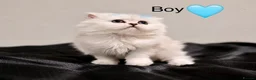 Persian cats for sale: *Stunning Persian Chinchilla Kitten Girl&Boy* - Advert 7