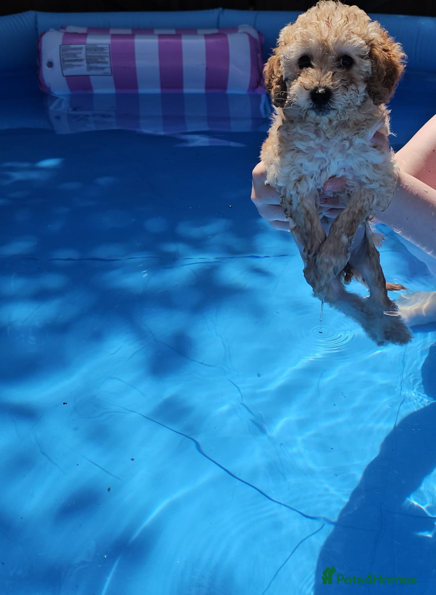 Mixed Breed dogs 🐾✨ Beautiful F2 Cockapoo Puppies Ready £995 ✨🐾  - Advert 2