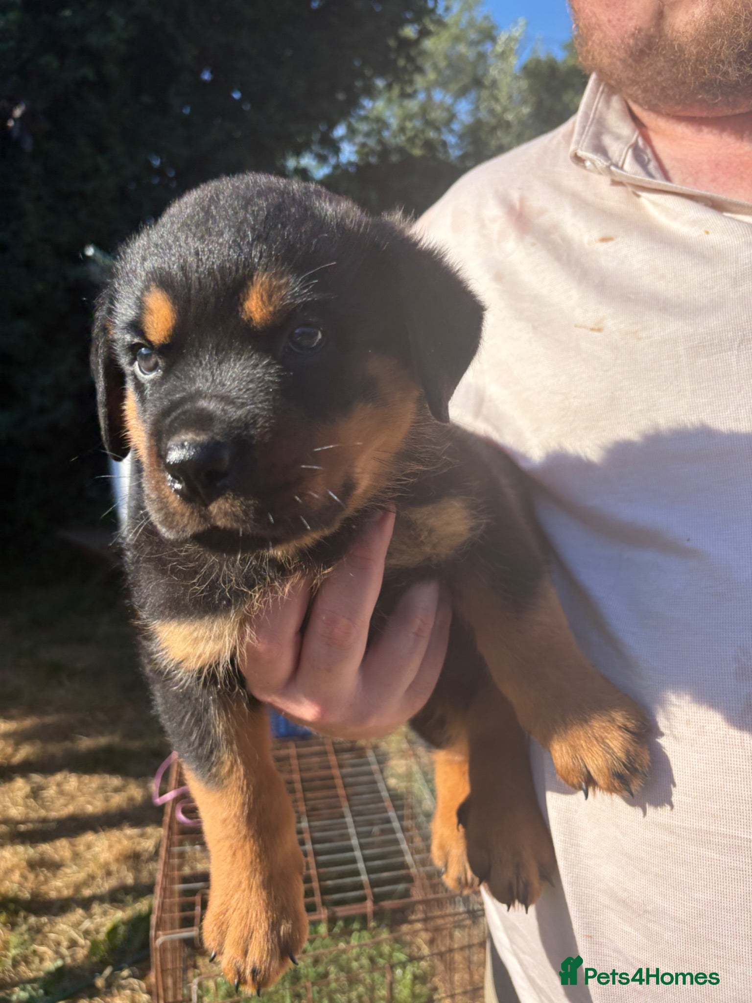 Rottweiler dogs Rottweiler puppies West Sussex / Surrey border - Advert 2