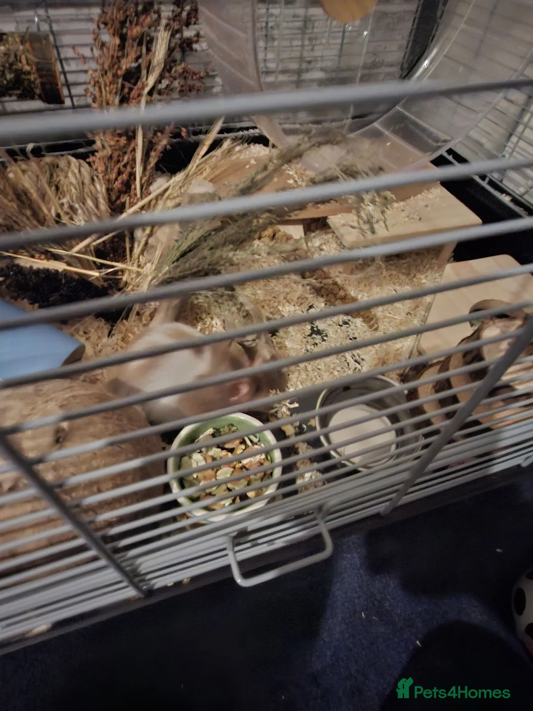 Hamster rodents for sale: 2 x male syrian hamsters approx 6 months old - Advert 2