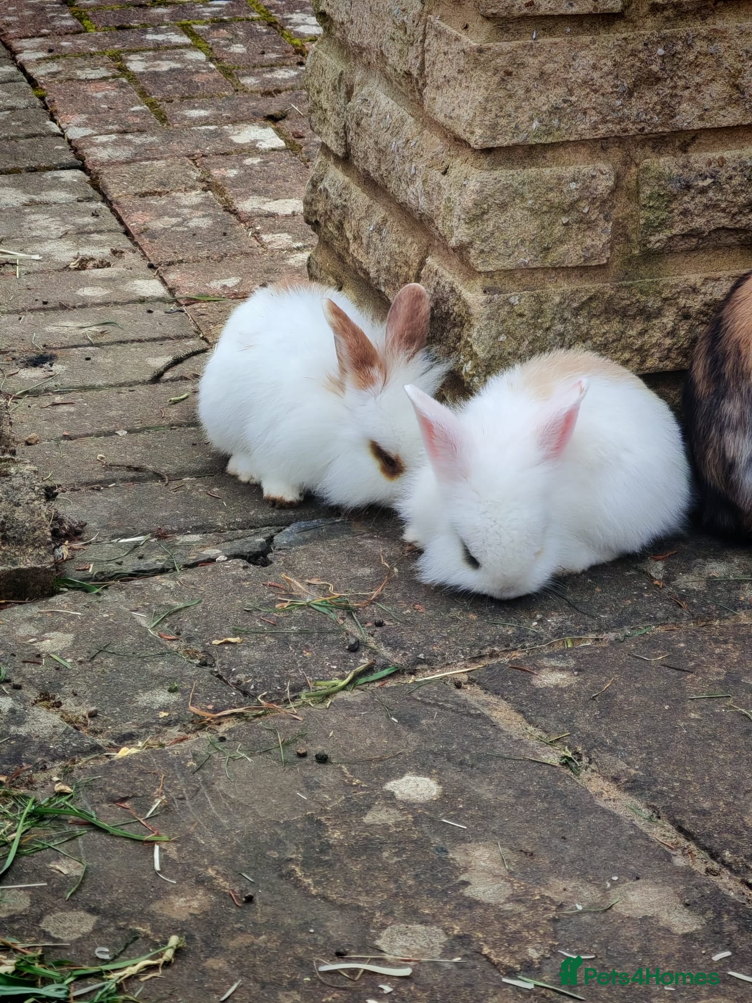 Mini Lion Lop rabbits 4 Mini Lop X Lionheads for sale - Advert 3
