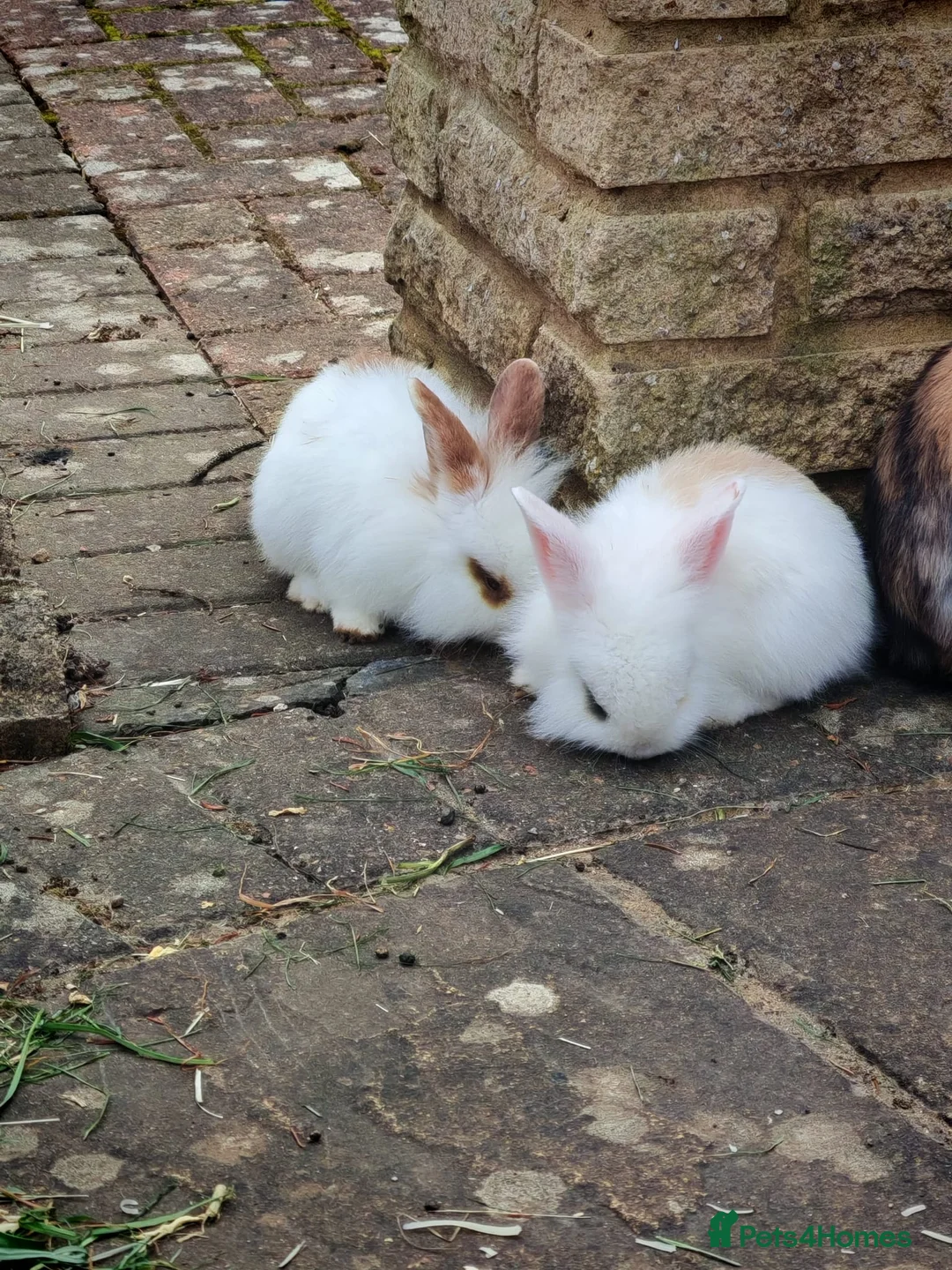 Mini Lion Lop rabbits for sale: 4 Mini Lop X Lionheads for sale - Advert 2