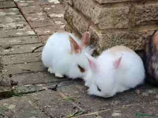 Mini Lion Lop rabbits 4 Mini Lop X Lionheads for sale - Advert 3