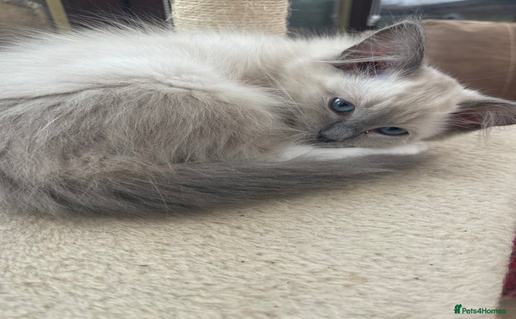 Ragdoll cats - Advert 9