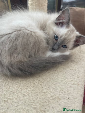 Ragdoll cats - Advert 9