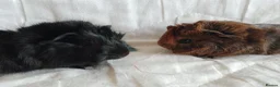 Guinea Pig rodents for sale: Pair of lovely Guinea pig brothers for sale - Advert 3