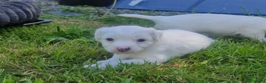 Female puppy 4