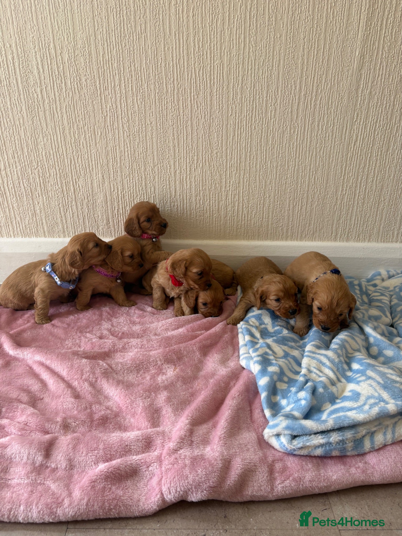 Cavapoo dogs 7 beautiful Cavapoo puppies  - Advert 2