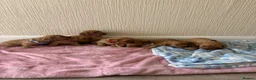 Cavapoo dogs for sale: 7 beautiful Cavapoo puppies  - Advert 1