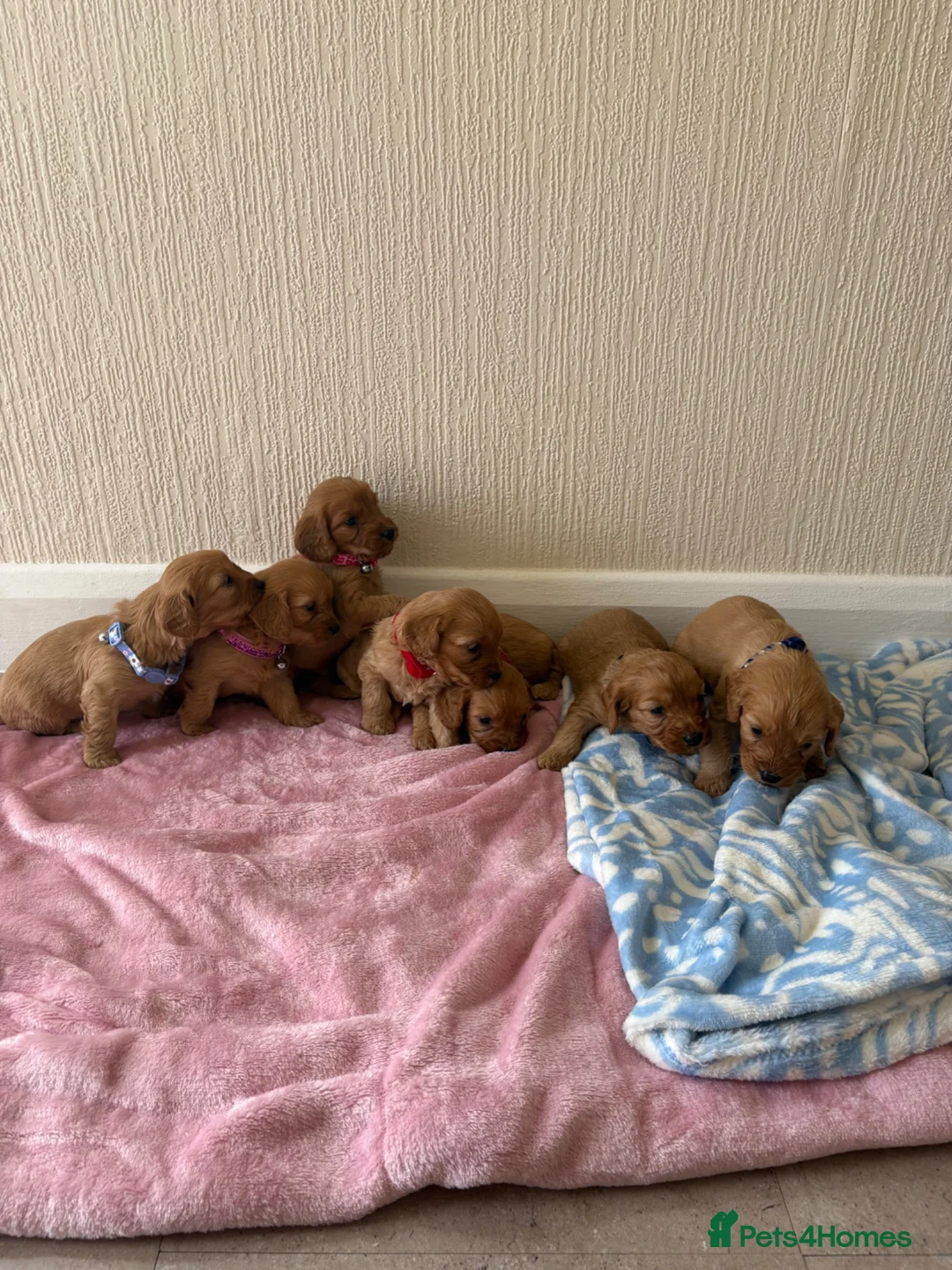Cavapoo dogs for sale: 7 beautiful Cavapoo puppies  - Advert 1