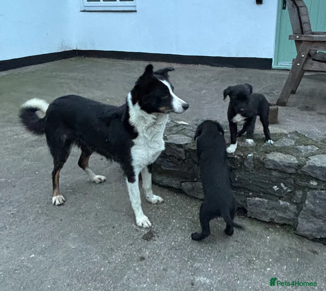 Borador dogs for sale: Gorgeous puppies - Advert 2