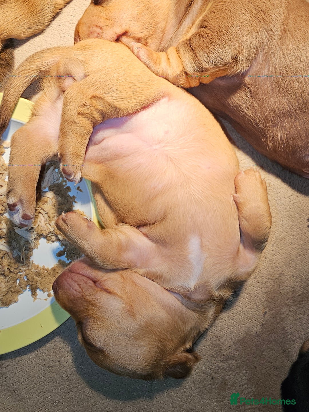 Dachshund dogs for sale: Dachshund puppies - Advert 5