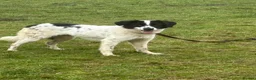 Mixed Breed dogs for adoption: Magpie - Norwich Norfolk  in Norwich - Advert 12