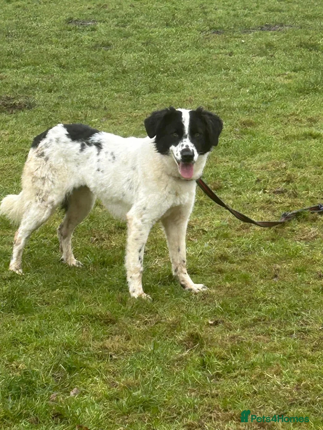Mixed Breed dogs for adoption: Magpie - Norwich Norfolk  in Norwich - Advert 12
