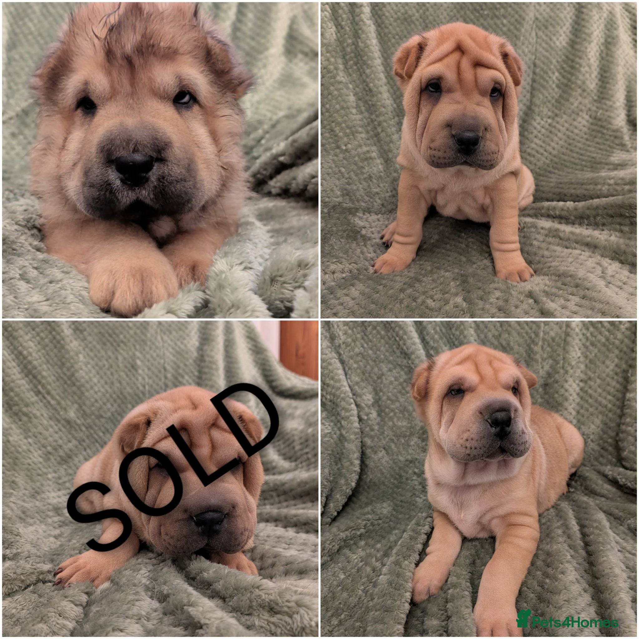 Shar Pei dogs ONLY 3 PUPPIES LEFT! BEAUTIFUL Shar Pei puppies  - Advert 9