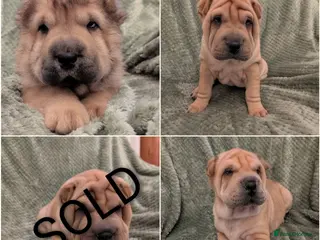 Shar Pei dogs ONLY 3 PUPPIES LEFT! BEAUTIFUL Shar Pei puppies - Advert 9