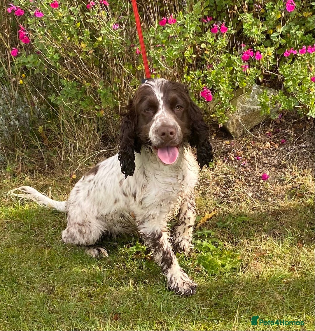 Cocker Spaniel dogs for sale: Adorable show cocker spaniel - Advert 5