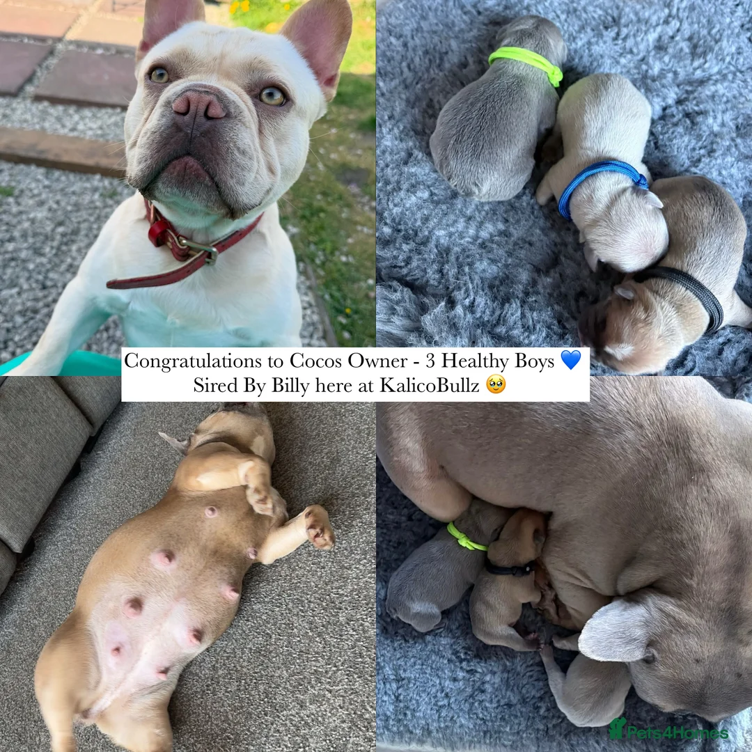 French Bulldog dogs for stud:  French Bulldog Stud 💥 Proven ✅  in Cannock - Advert 10